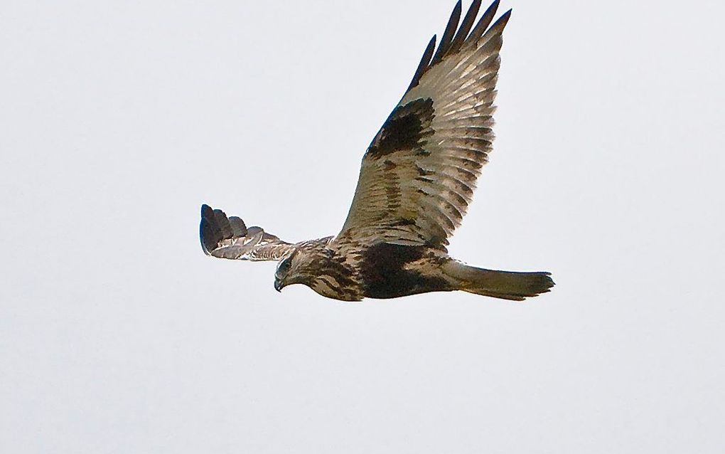 Biddende buizerd. beeld via Wikimedia