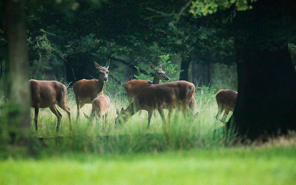 beeld RD, Henk Visscher