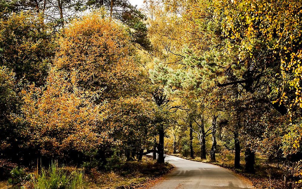 Herfst op de Posbank bij Rheden. beeld ANP, Remko de Waal