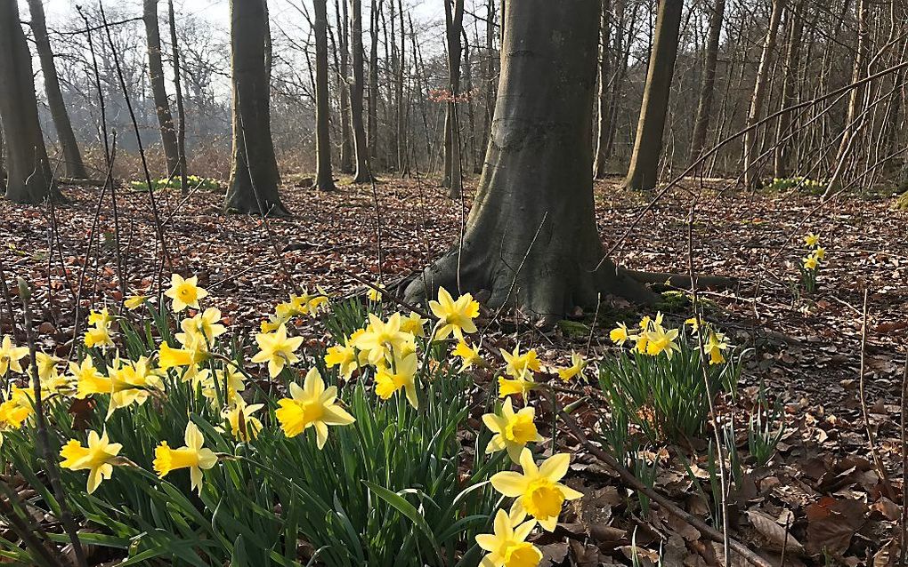 Narcissen op De Horsten