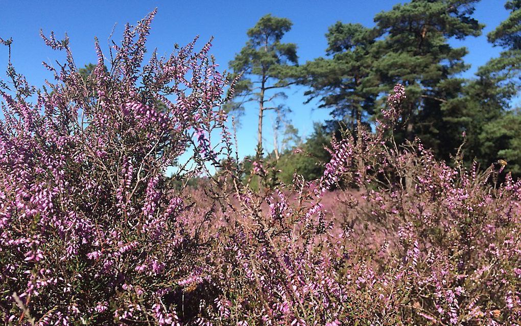 De heide in bloei op landgoed Klein Bylaer bij Barneveld. beeld RD