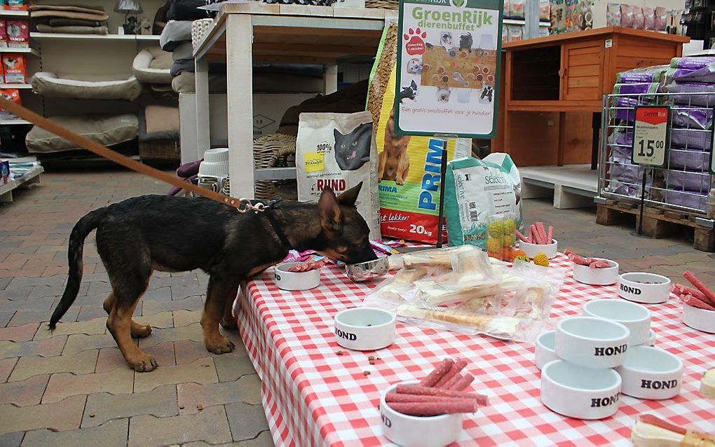 Tuin- en dierencentrum Groenrijk organiseerde zaterdag een gratis buffet voor honden, poezen en knaagdieren. Foto: een Mechelse herderpup doet zich te goed aan brokjes en knaagstaven. beeld RD