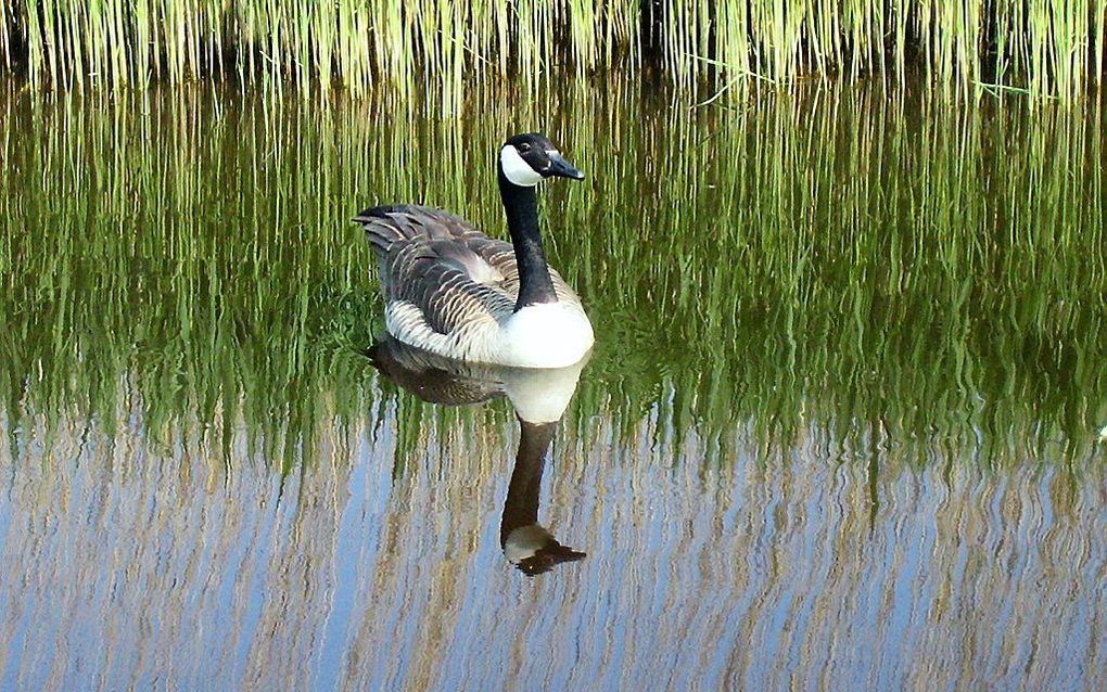 Canadese gans. beeld Marianne Witvliet