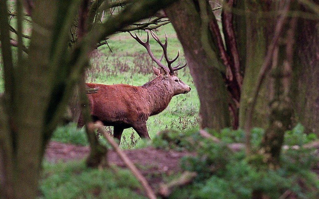 Een volwassen mannetjeshert in de Oostvaardersplassen. beeld ANP, Marco de Swart