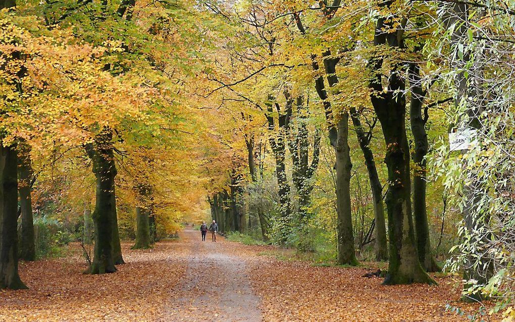 De conferentie had plaats te midden van de bossen van Lage Vuursche, met hun prachtige herfstkleuren. beeld RD