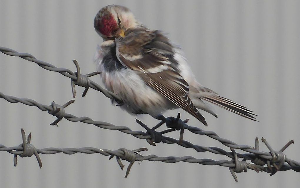 Sinds een paar weken verblijft een zeer zeldzame Witstuitbarmsijs op een industrieterrein in Arnhem. beeld Kees van Reenen