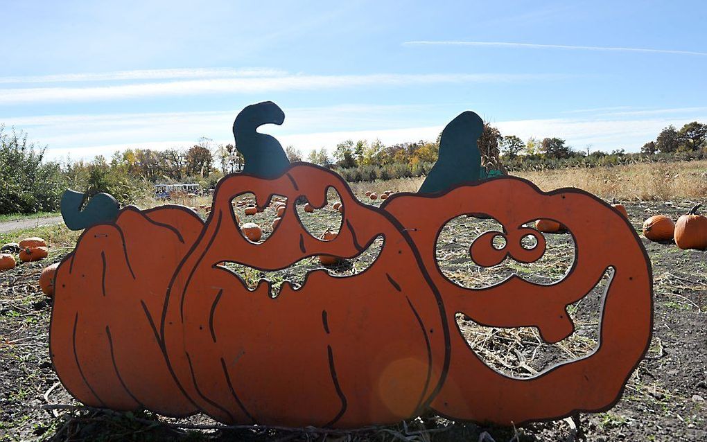 Borden van ter ere van Halloween versierde pompoenen bij een Amerikaanse boerderij. beeld EPA