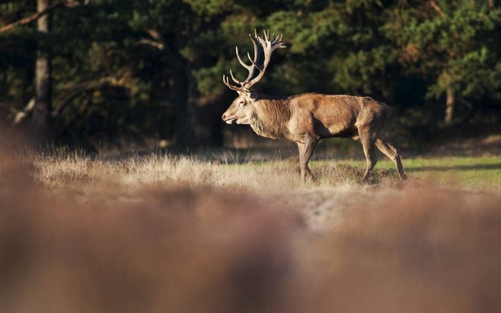 TILBURG. Met de terugkeer van het edelhert naar Noord-Brabant gaat „de kwaliteit van de natuur hier onmiskenbaar omhoog.” beeld ANP