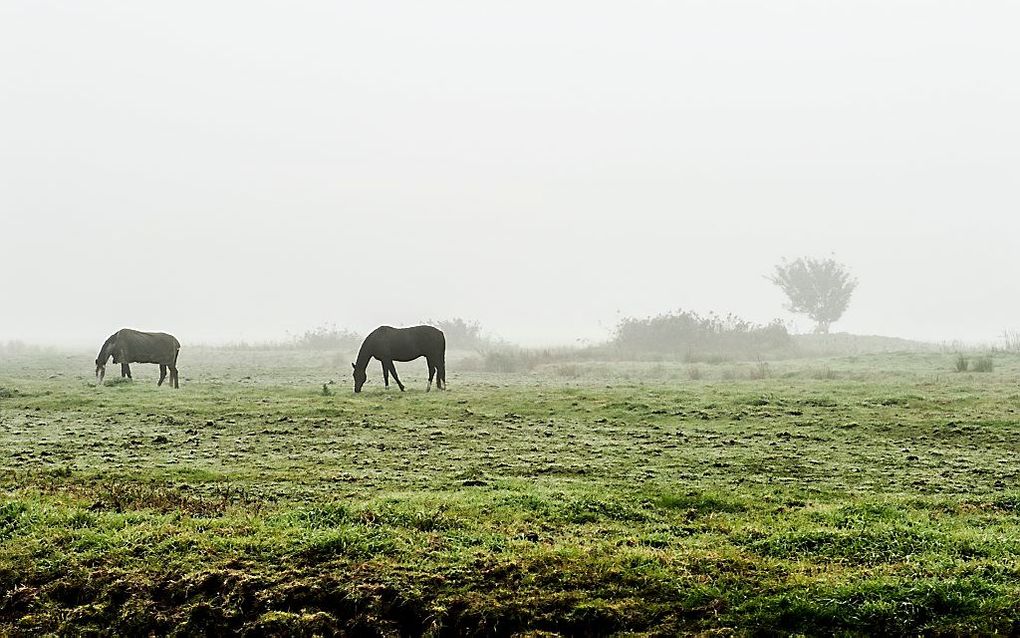 beeld ANP