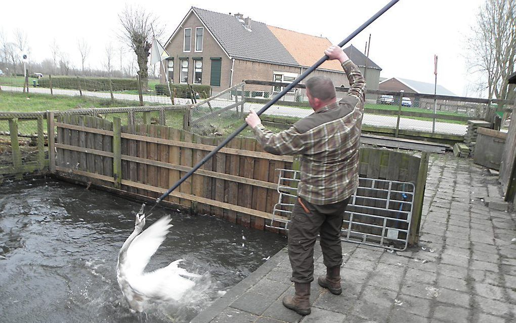 Zwanendrifter Oostveen uit Nieuwerbrug. beeld RD