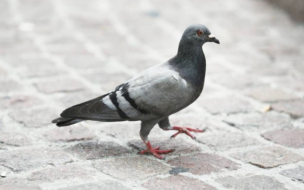 Krimpen aan den IJssel gaat ”overlast" door duiven aanpakken. beeld ANP