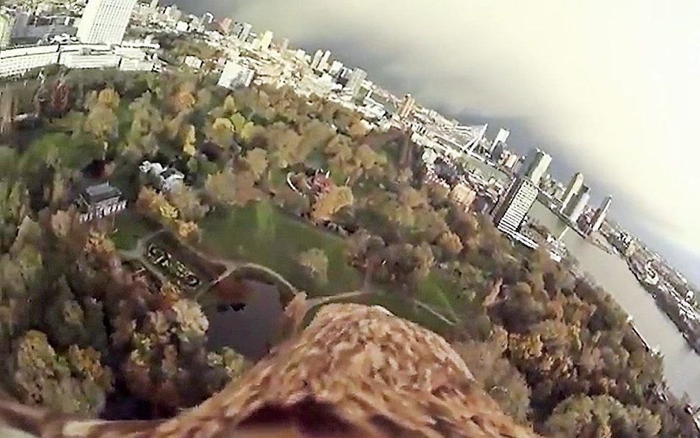 Een arend maakt een duikvlucht vanaf de Euromast in Rotterdam. beeld uit video YouTube