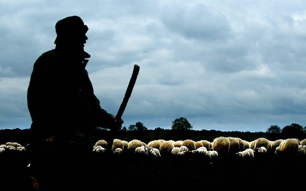 De traditioneel werkende schaapherders in Nederland staan ernstig onder druk door extreem lage vergoedingen en ‘marktwerking op de hei’.  beeld ANP