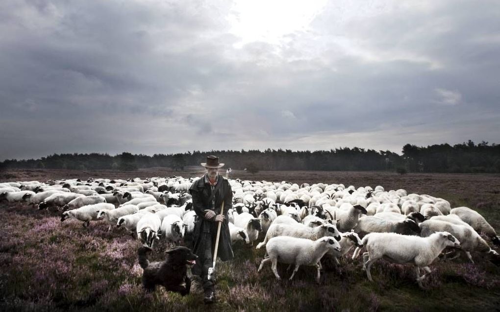 Schaapherder Chris Grinwis met zijn kudde. beeld RD, Henk Visscher