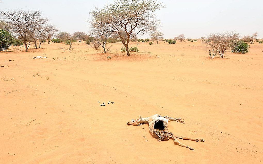 Droogte in Afrika. beeld AFP