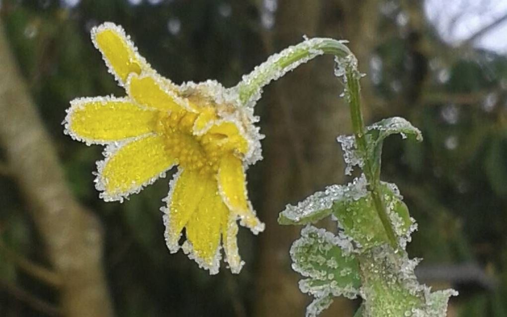 Gele ganzenbloem. Foto Cindy de Jonge