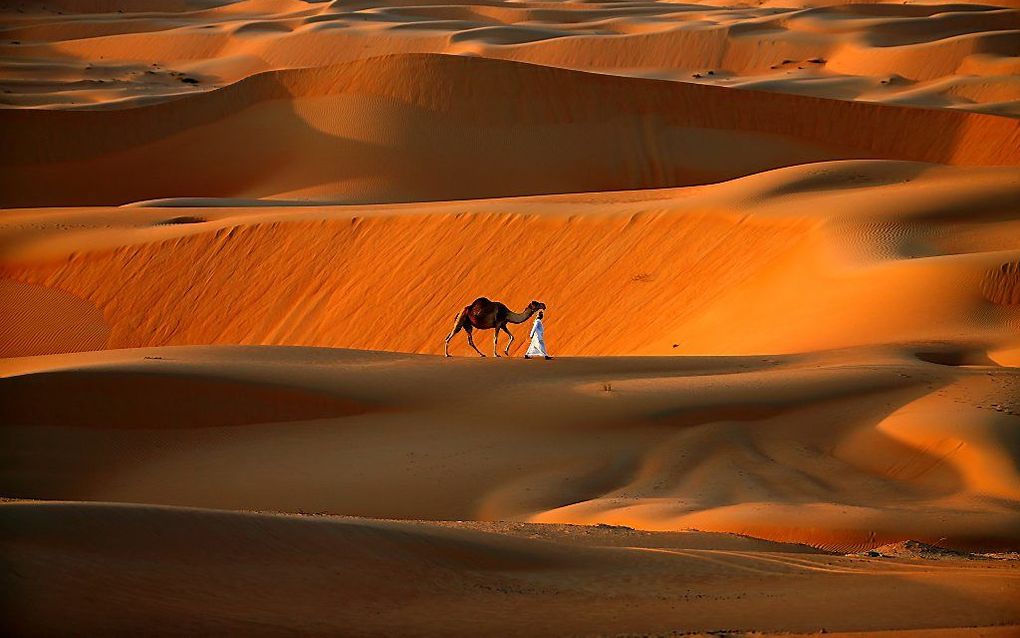 Een man loopt met zijn kameel door de woestijn bij Abu Dhabi. Beeld AFP