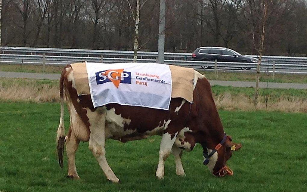 Een koe bij Maarsbergen maakt tijdens de gemeenteraadsverkiezingen reclame voor de SGP. Op de achtergrond de A12. beeld Gerrit Boonzaaijer