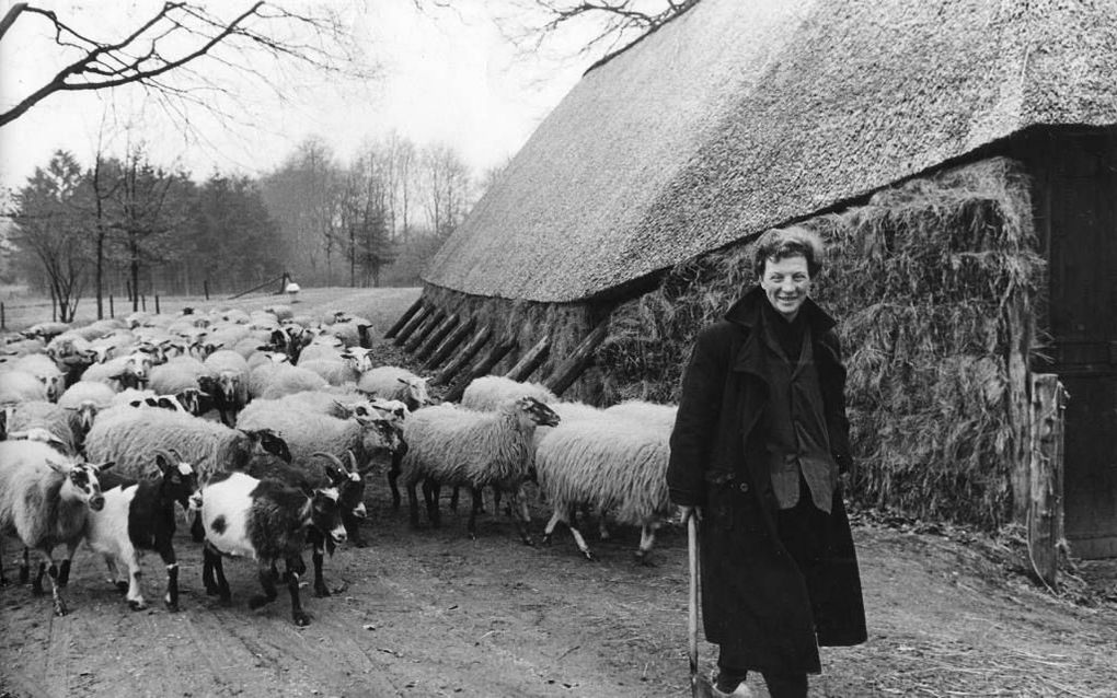 Koos Vos, de eerste vrouwelijke schaapherder in Nederland. beeld Nabij Producties/John de Rooij