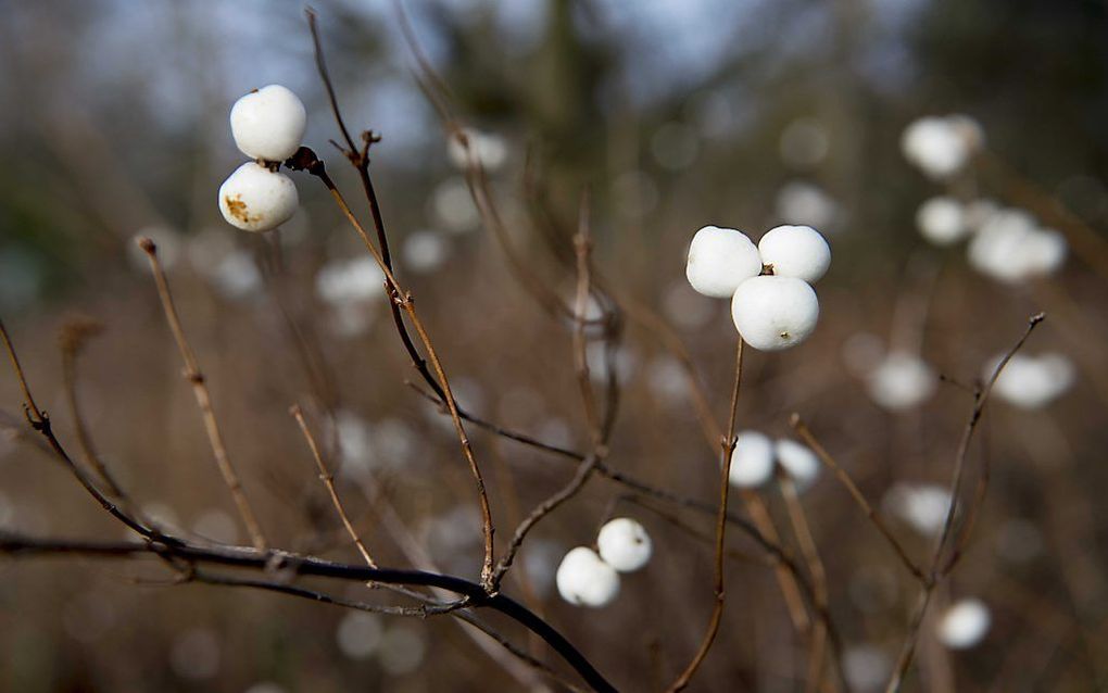 Sneeuwbes Symphoricarpos albus. beeld ANP