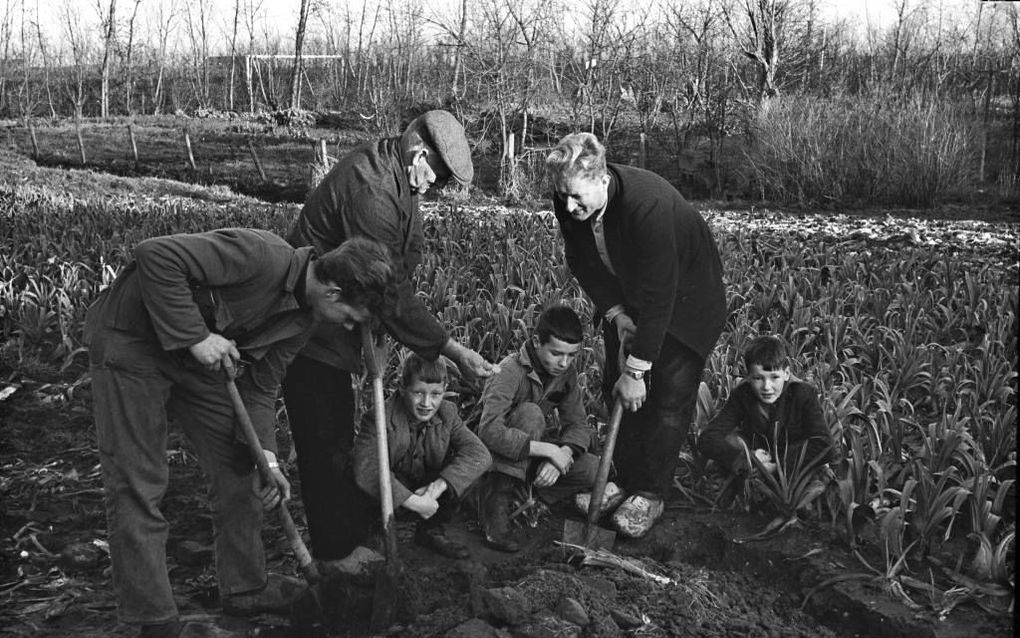 Het preiveldje van boer Christiaanse in Serooskerke bleek in 1966 een goudschat te bevatten. beeld ANP