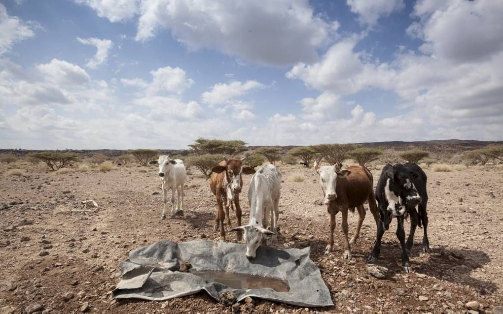 Dieren drink water in de door droogte getroffen regio Afar, in het noordoosten van Ethiopië. beeld ANP