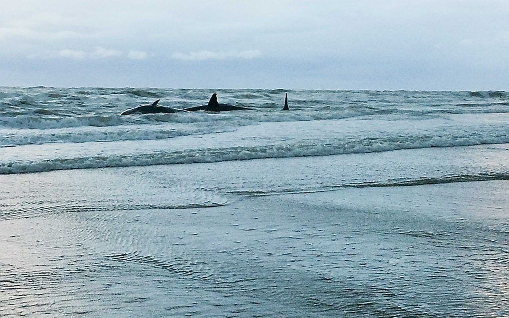 Vijf potvissen zijn op het strand van Texel gestrand. beeld ANP