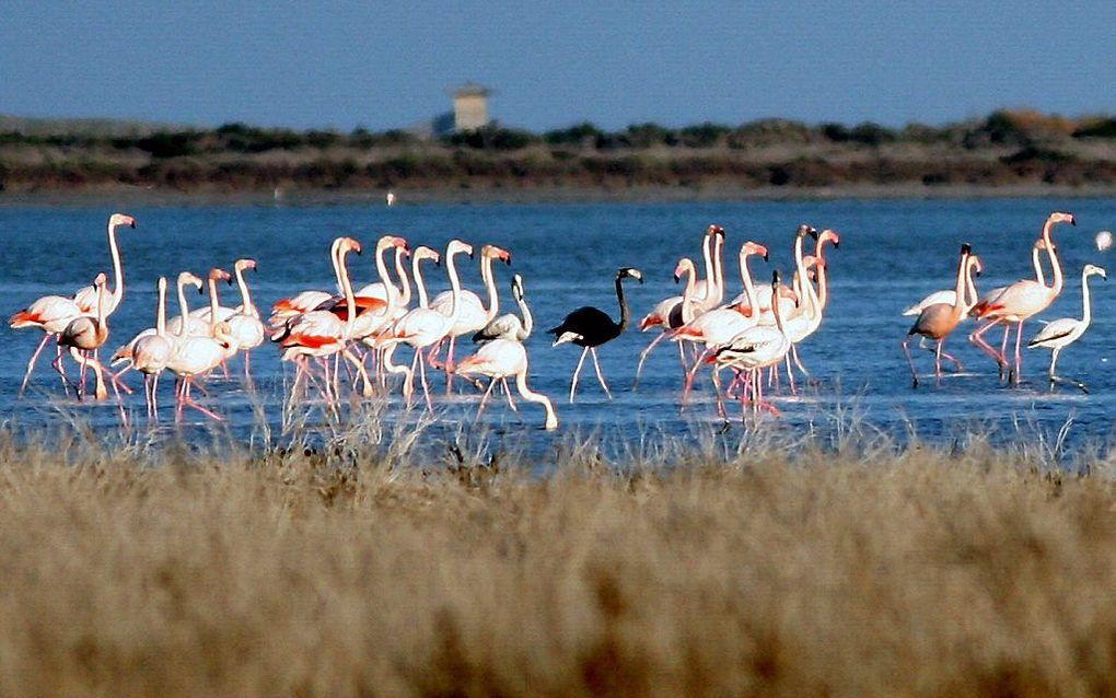 Een zeldzame zwarte flamingo is gesignaleerd bij het zoutmeer van Akrotiri, ten zuidwesten van de kuststad Limassol op Cyprus. beeld EPA