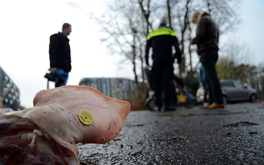 Varkenskoppen november vorig jaar bij een gepland asielzoekerscentrum in Enschede. Beeld ANP