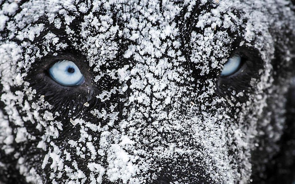 Een sledehond is bedekt met aan laag ijs na een nacht buiten in de Franse Alpen bij Val Cenis. beeld AFP