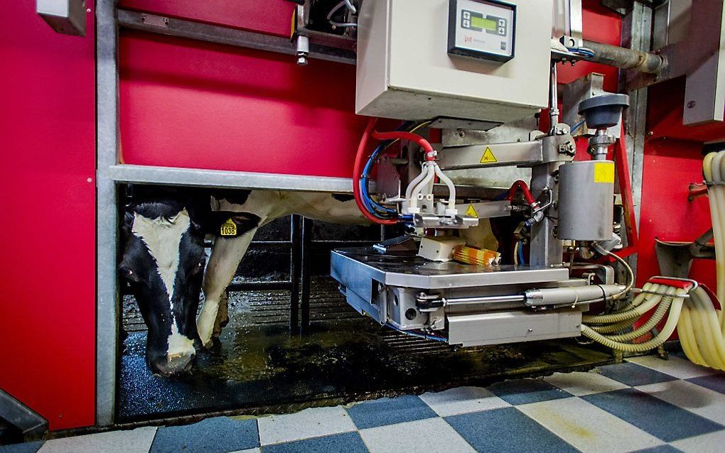 DEN HAAG. Nederlandse boeren leverden in december 1,2 miljard liter melk aan de fabrieken. Nooit eerder was de maandproductie zo hoog. Foto: een melkrobot melkt een koe op een boerderij in Doorwerth. beeld ANP