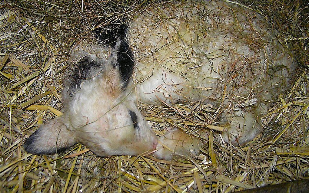 Pasgeboren lammetje in de schaapskooi van Elspeet. Foto Christien Mouw