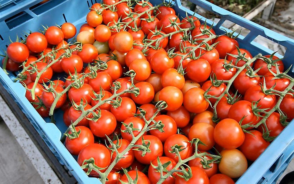 Tomaten: nog gezonden als je ze bakt in olijfolie. beeld RD, Anton Dommerholt