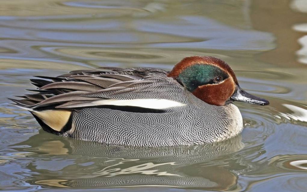 Het mannetje van de wintertaling slooft zich in deze tijd van het jaar uit  voor de vrouwtjes en tegen seksegenoten. beeld  Wikimedia