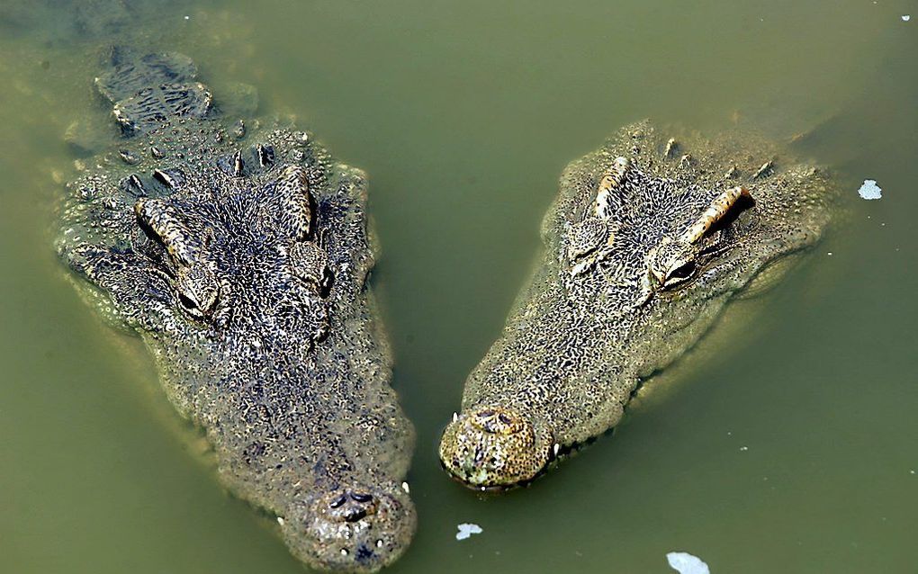 Krokodillen. beeld EPA