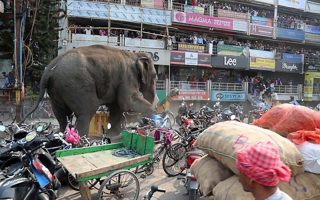 De Indiase stad Siliguri kreeg woensdag bezoek van een wilde olifant. beeld AFP