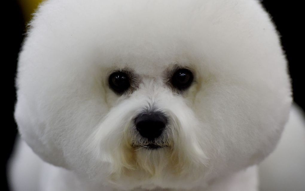 Een bichon frisé doet maandag mee aan een hondenshow in New York. Bichon frisé is een hondenras dat afkomstig is uit Frankrijk. beeld AFP