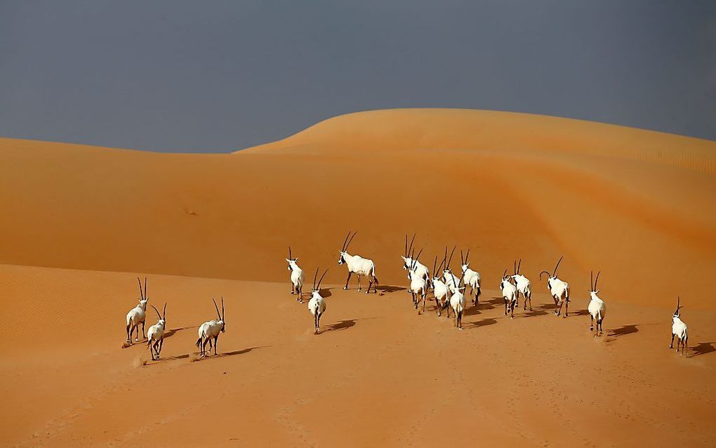 Arabische oryxen in een natuurreservaat bij Umm Al-Zamool in de Verenigde Arabische Emiraten (VAE). beeld AFP