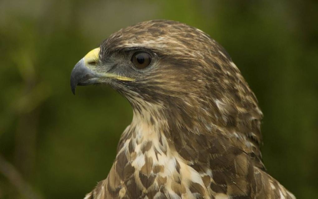 Buizerd. beeld Wikimedia