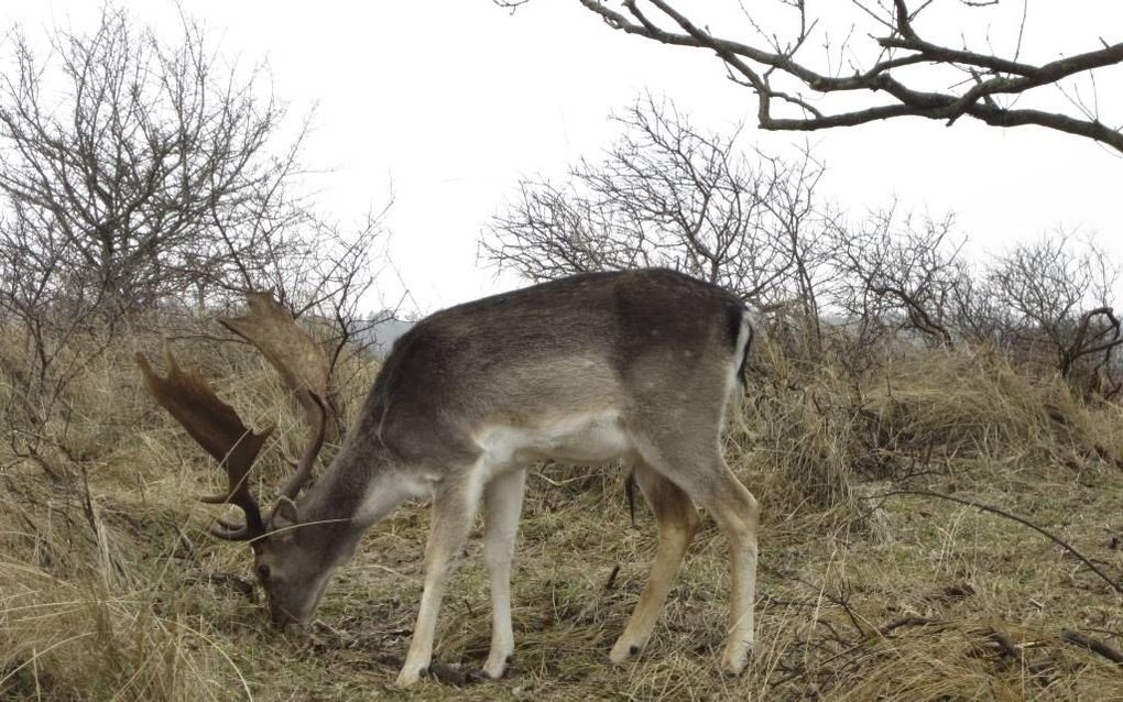 Damherten in de duinen mogen afgeschoten worden. Foto Weeronderweg