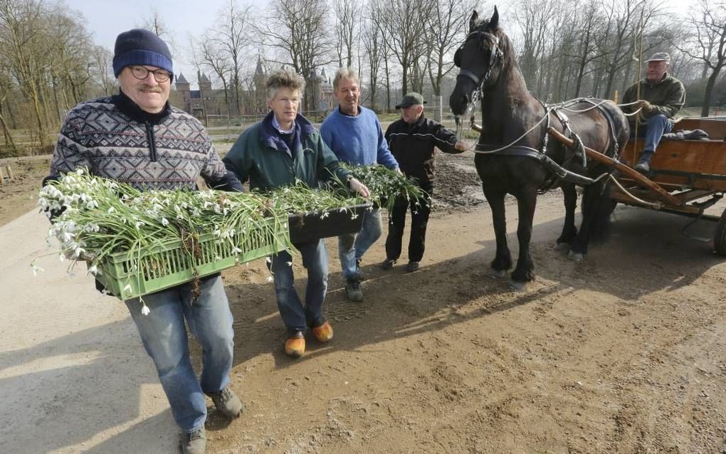 Vrijwilligers scheurden en verplantten gisteren sneeuwklokjes in de buurt van Kasteel de Haar in het Utrechtse Haarzuilens. beeld VidiPhoto