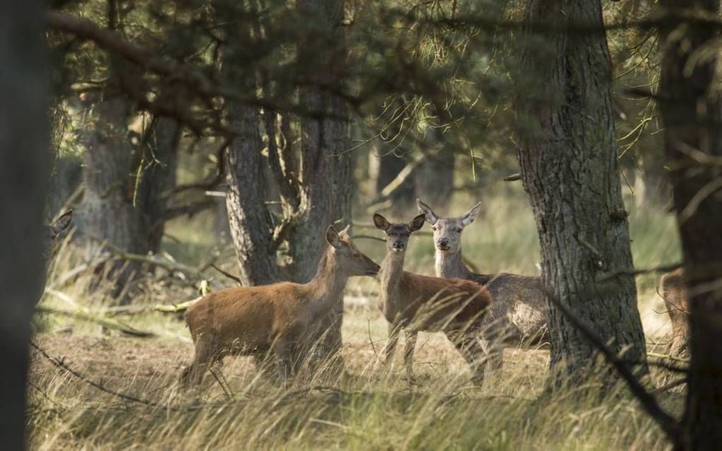 Edelherten in het Deelerwoud. Foto Natuurmonumenten, Geurt Besselink