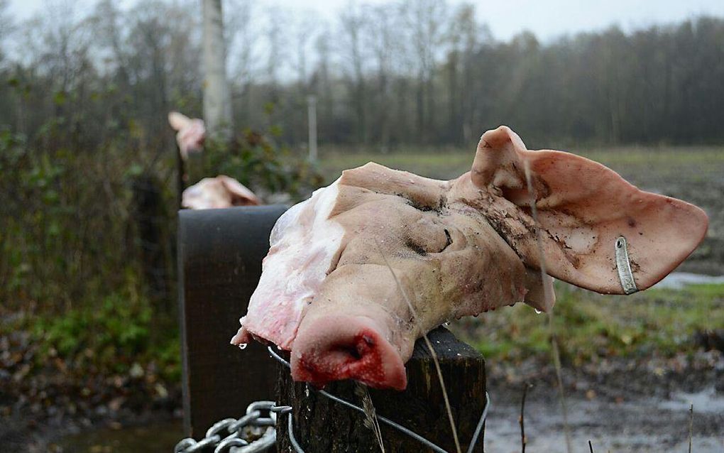 Bij het Eschmarkerveld in Enschede, waar een asielzoekerscentrum is gepland, lieten onbekenden eind november 2015 varkenskoppen achter. beeld ANP Ginopress