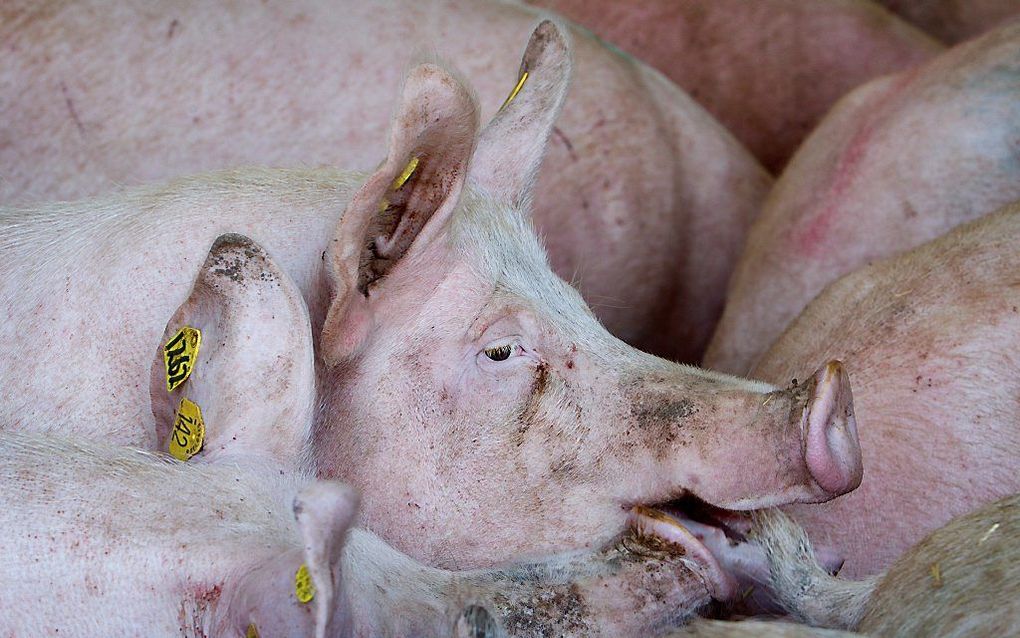 LOCHEM. Diverse varkenshouders waren vorig jaar niet in staat de voerrekening aan ForFarmers te betalen. beeld RD, Anton Dommerholt