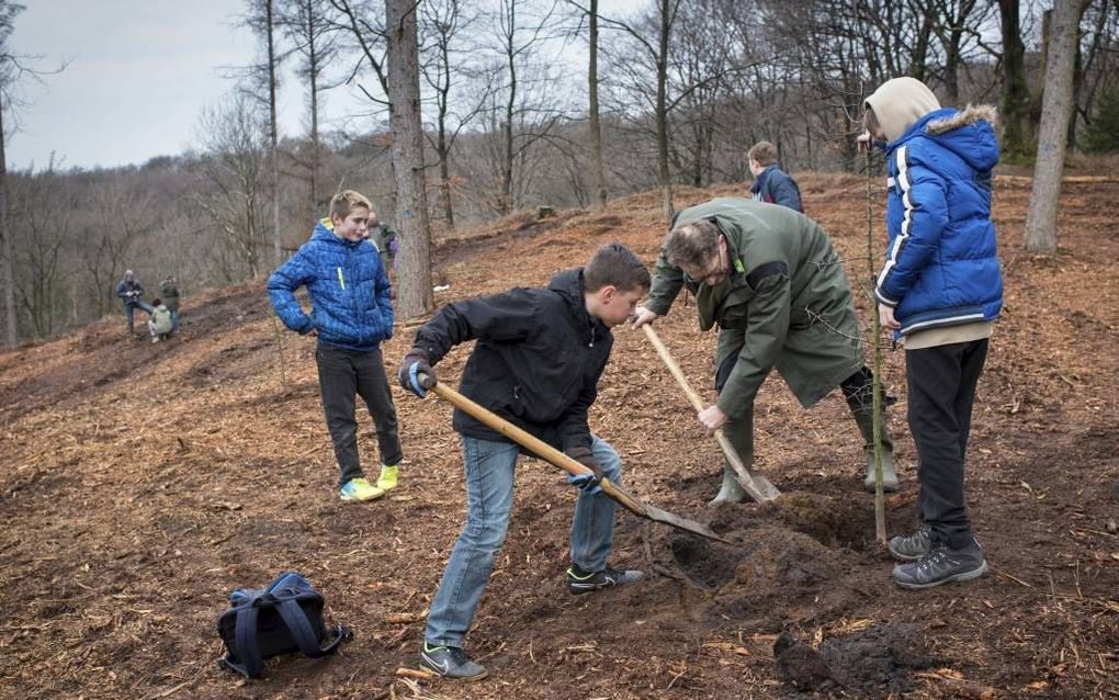 Directeur Sylvo Thijsen van Staatsbosbeheer plant, samen met Odonis (l.) en Mitchel van de Dr. Jac. P. Thijsseschool uit Renkum, wilde appelbomen op een oude stuwwal, de Boersberg bij Doorwerth. beeld Niek Stam