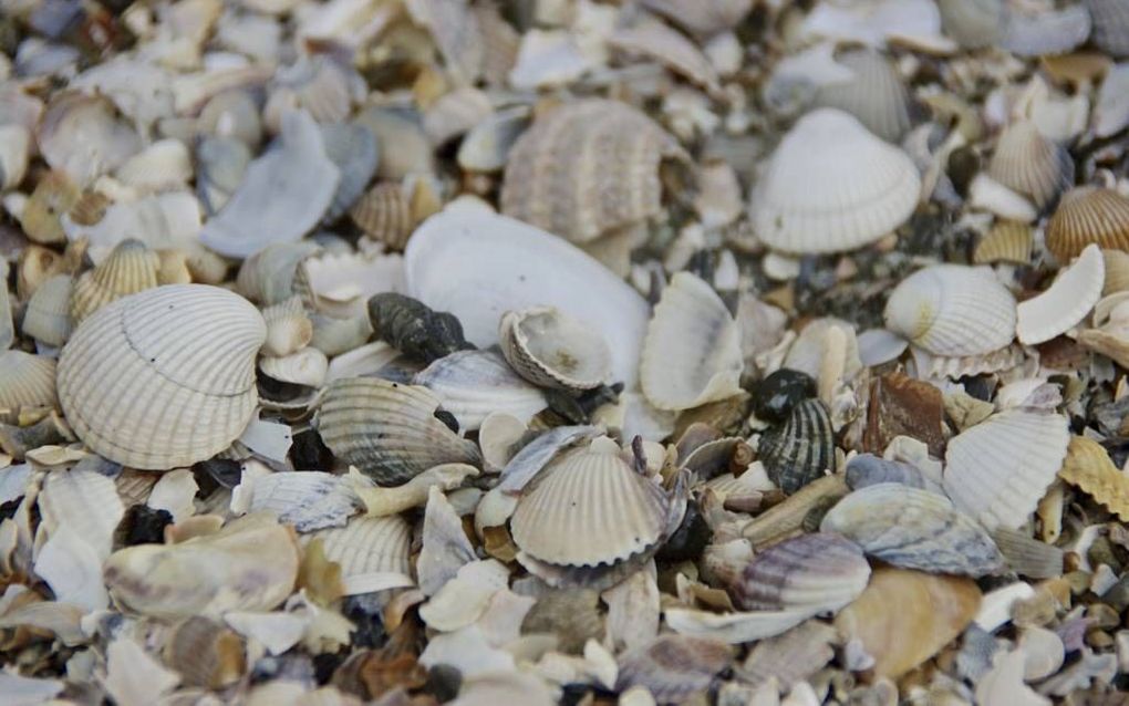 Schelpen op De Kaloot. beeld Van Scheyen Fotografie