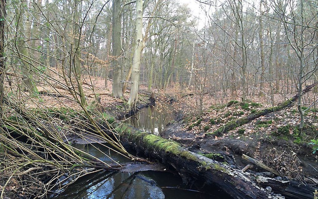 Houtpakket in Leuvenumse beek. Foto RD