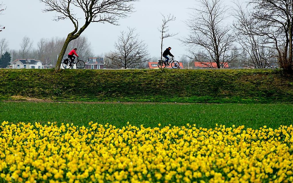 Een veld vol met narcissen in de omgeving van Hillegom. beeld ANP