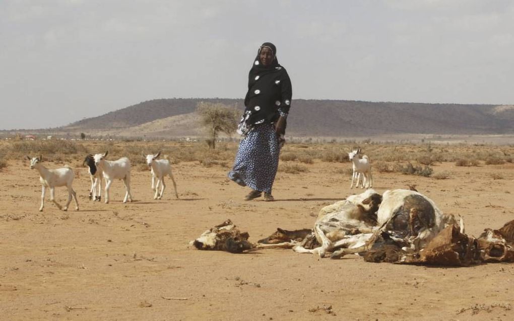 MARODIJEEX. Droogte in het noorden van de semi-autonome Somalische regio Somaliland, eerder deze maand. Delen van Oost- en zuidelijk Afrika zijn zwaar getroffen door de gevolgen van natuurfenomeen El Niño. beeld Reuters, Feisal Omar