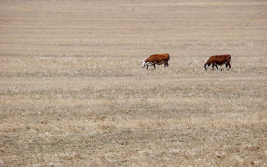 Koeien grazen op een uitgedroogde vlakte nabij Kaapstad, Zuid-Afrika. Beeld EPA